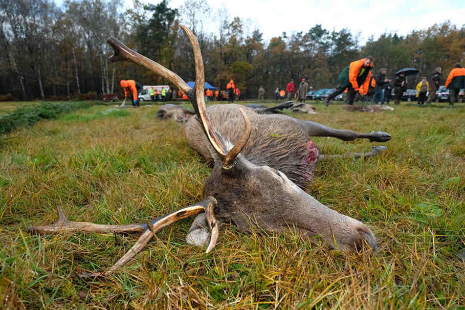 Dieser Hirsch wurde am Wochenende bei der Treibjagd erlegt.