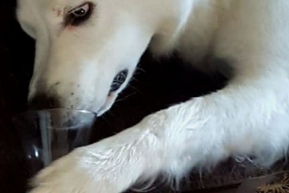 Alkohol beruhigt auch Hunde. Aber: Die Dosis macht's!