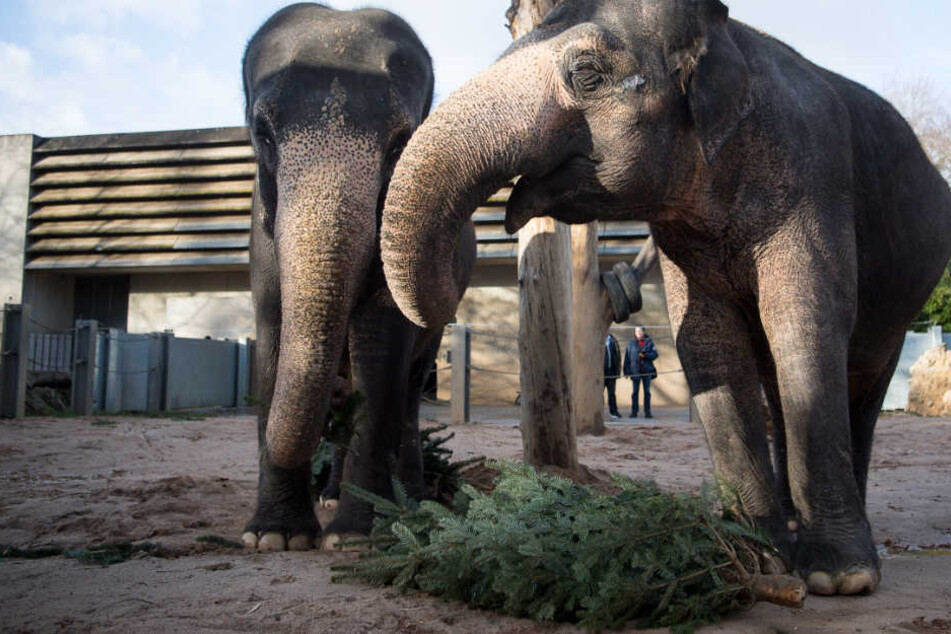 Die Tiere bekommen keine ausgedienten Weihnachtsbäume von Privatleuten.