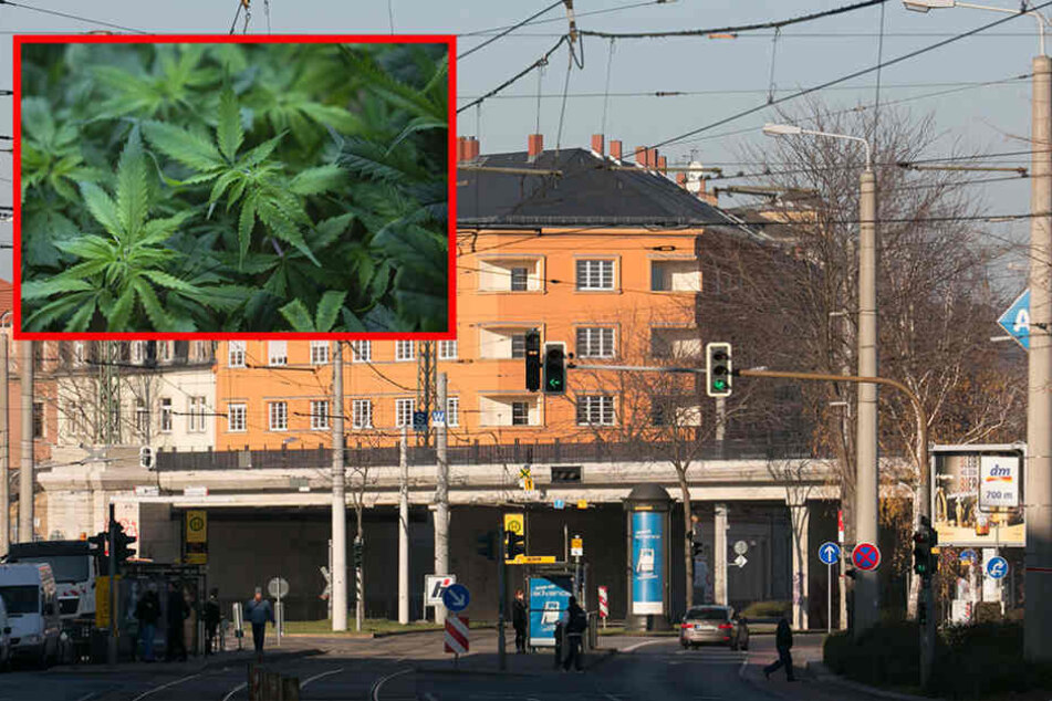 Auf der Großenhainer Straße klickten in einer Cannabis-Wohnung die Handschellen. (Symbolfoto)