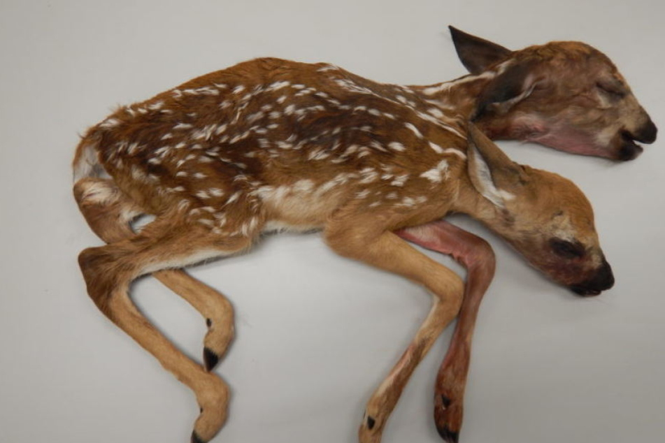 Ein Hirschkalb mit zwei Köpfen - eine Seltenheit.