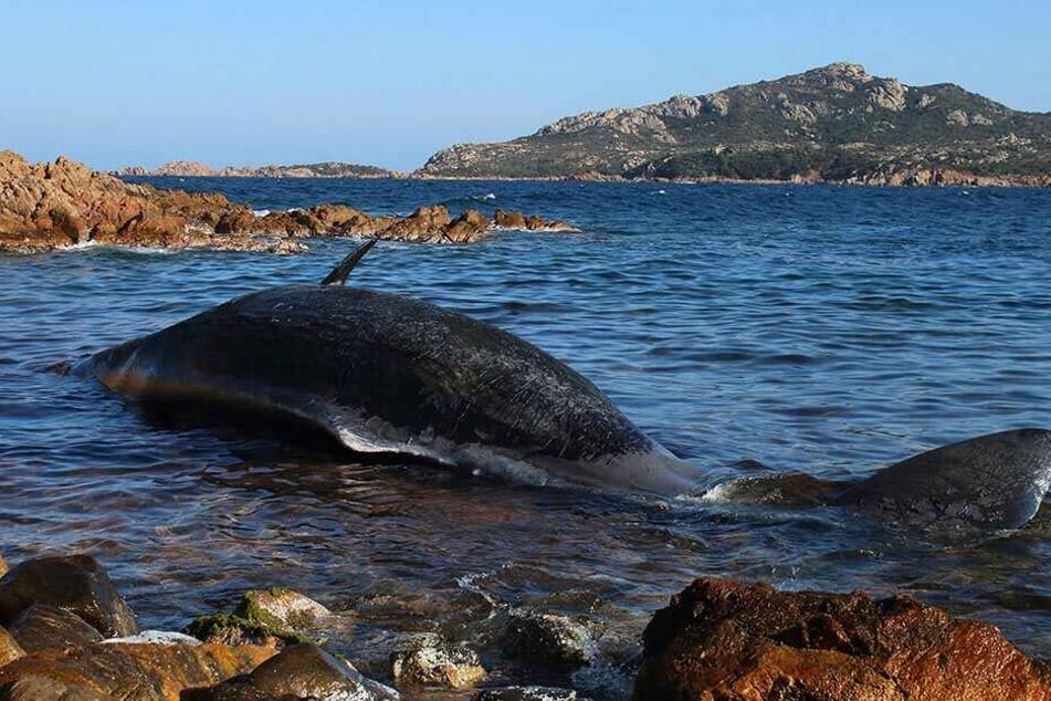 Toter Walfisch an der Küste von Sardinien.