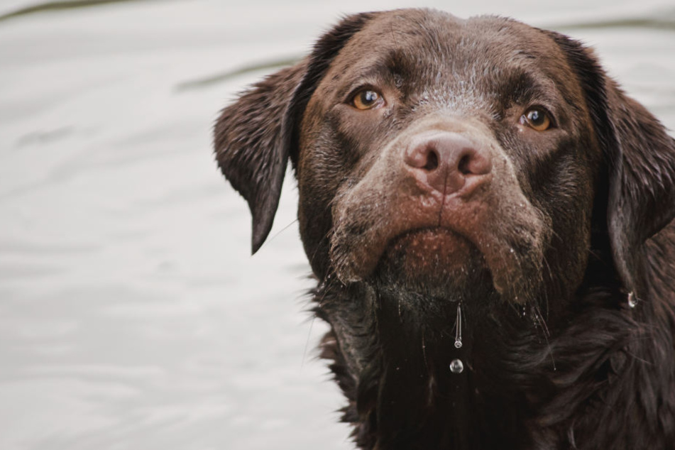 Die Feuerwehr konnte den Hund in Not noch retten. (Symbolbild)