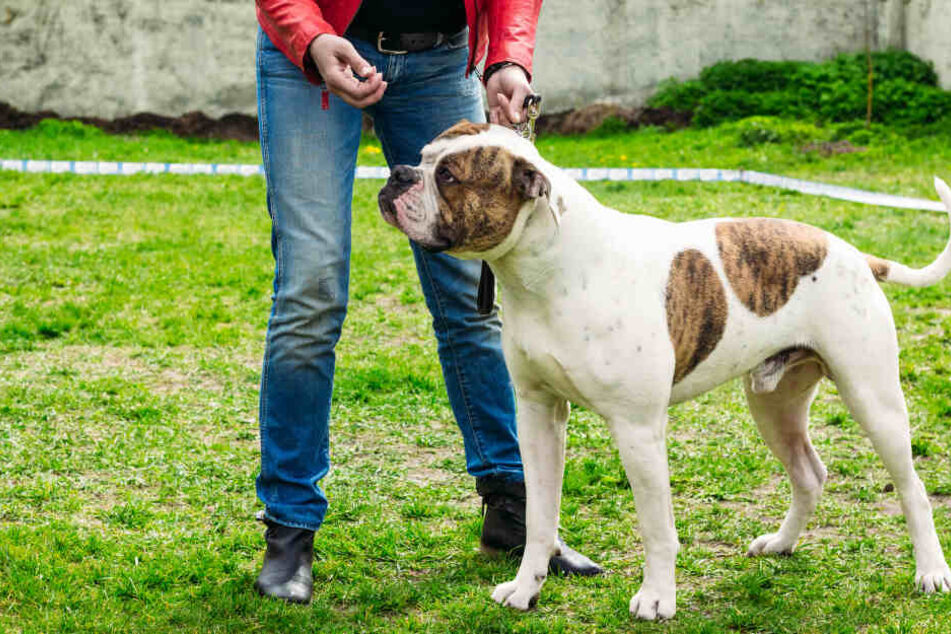 Ein Polizist hat in Berlin-Steglitz auf einen American Bulldog geschossen (Symbolbild).
