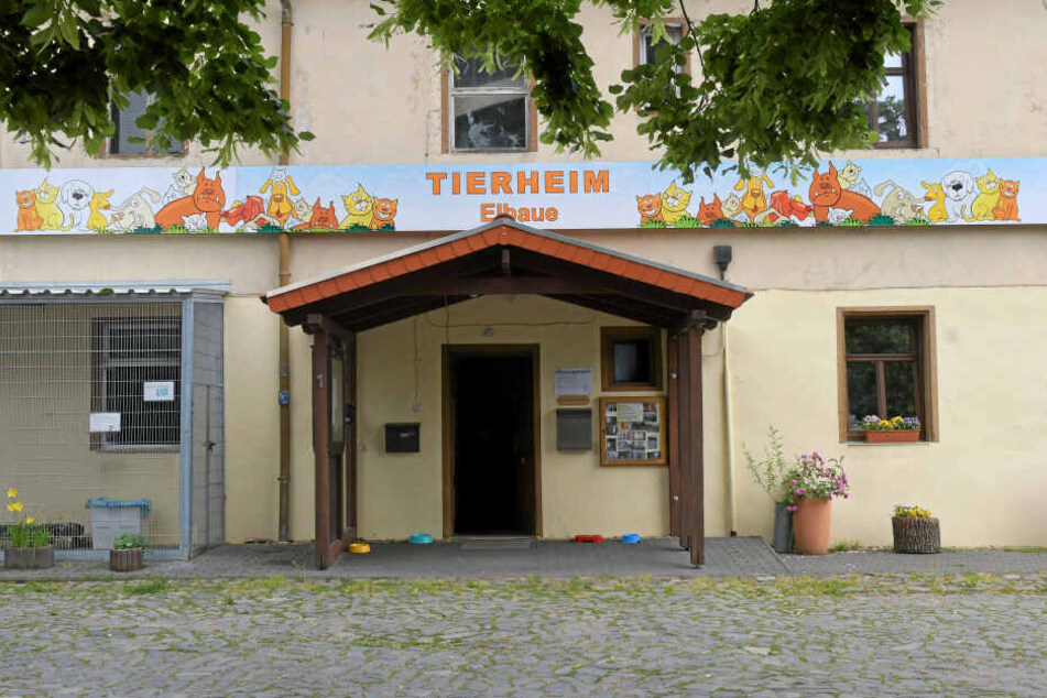 Tierheim Riesa: Seit 24 Jahren finden verlassene Kreaturen hier ein Zuhause auf Zeit. Im Moment sind es 40 Bewohner.