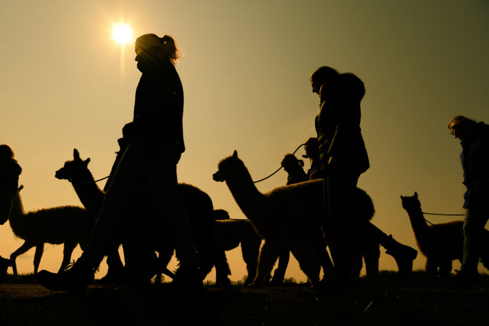 Eine Gruppe von Personen macht mit Lamas und Alpakas einen Spaziergang. Auf verschiedenen Höfen in Deutschland werden neben Fotoshootings und Wollprodukten, auch Wanderungen mit den aus Lateinamerika stammenden Tieren angeboten.