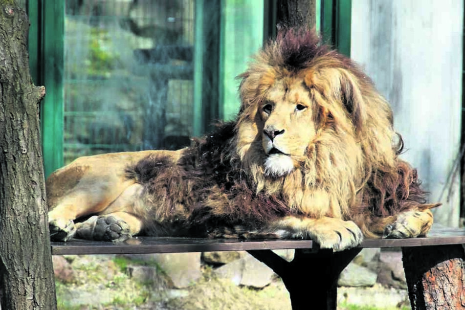 Löwe Malik (†14) war der Star des Chemnitzer Tierparks, musste vor einer Woche eingeschläfert werden.