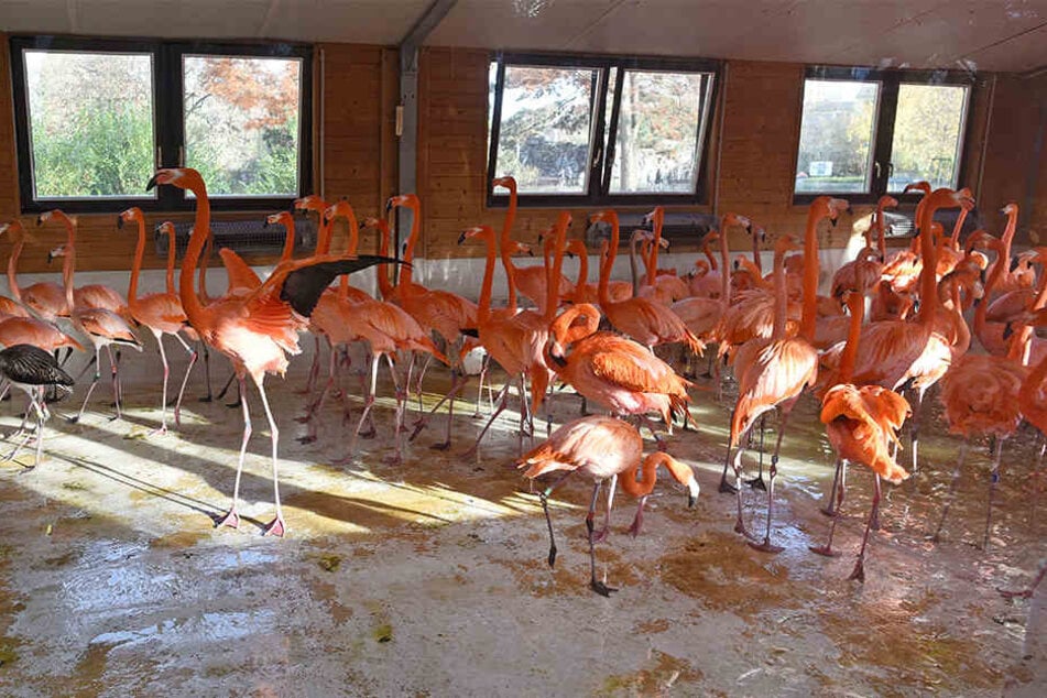 Die Flamingos im Kölner Zoo mussten in ihrem Winterhaus untergebracht werden.