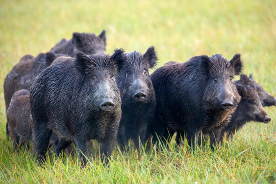 Ein Pathologe bestätigte, dass die Frau von Wildschweinen gebissen wurde.