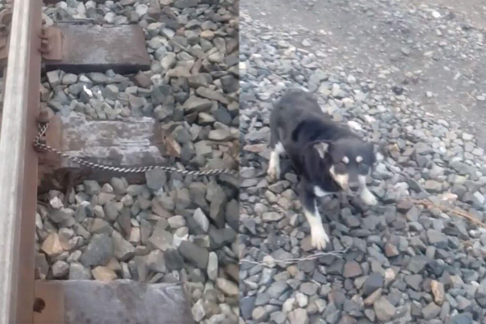 Der kleine Hund war festgekettet und hilflos.