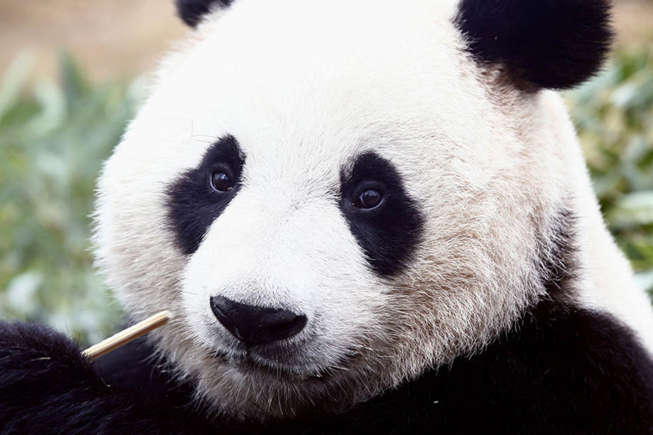 Derzeit gibt es Schätzungen zufolge 2060 Pandas.
