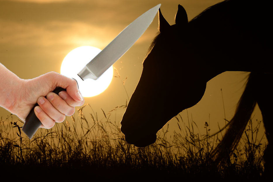 Das Pony verendete damals an zahlreichen Schnittverletzungen.