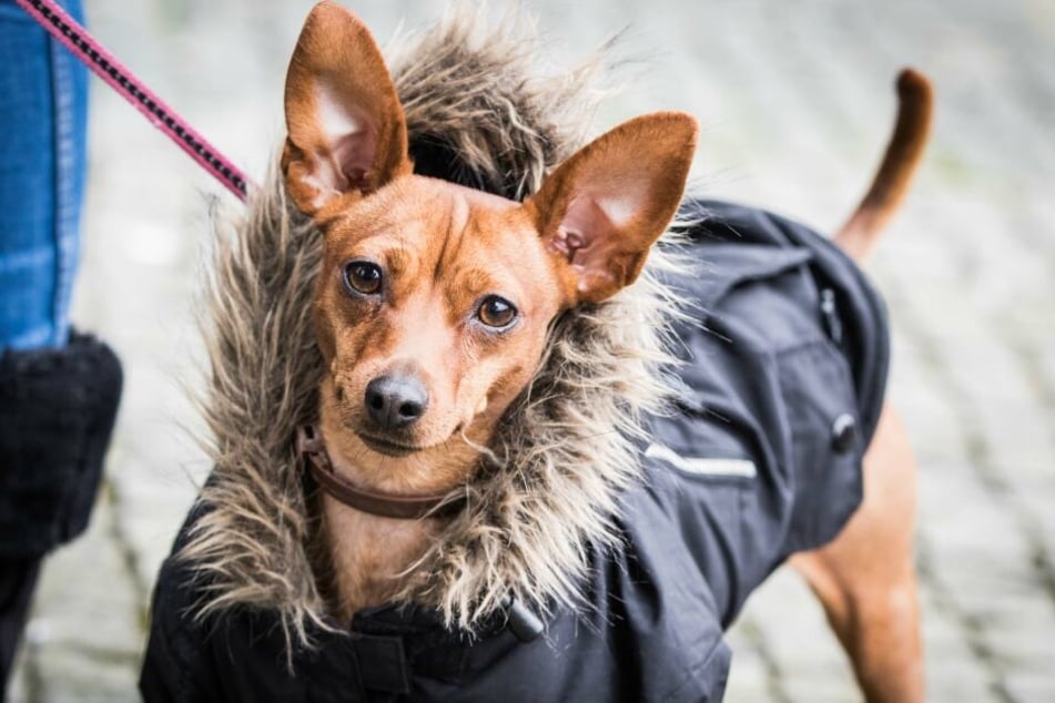 Gegen die kühlen Temperaturen ist es sinnvoll von Natur aus kurzhaarigen Hunden, wie Pinschern, einen Mantel anzuziehen.