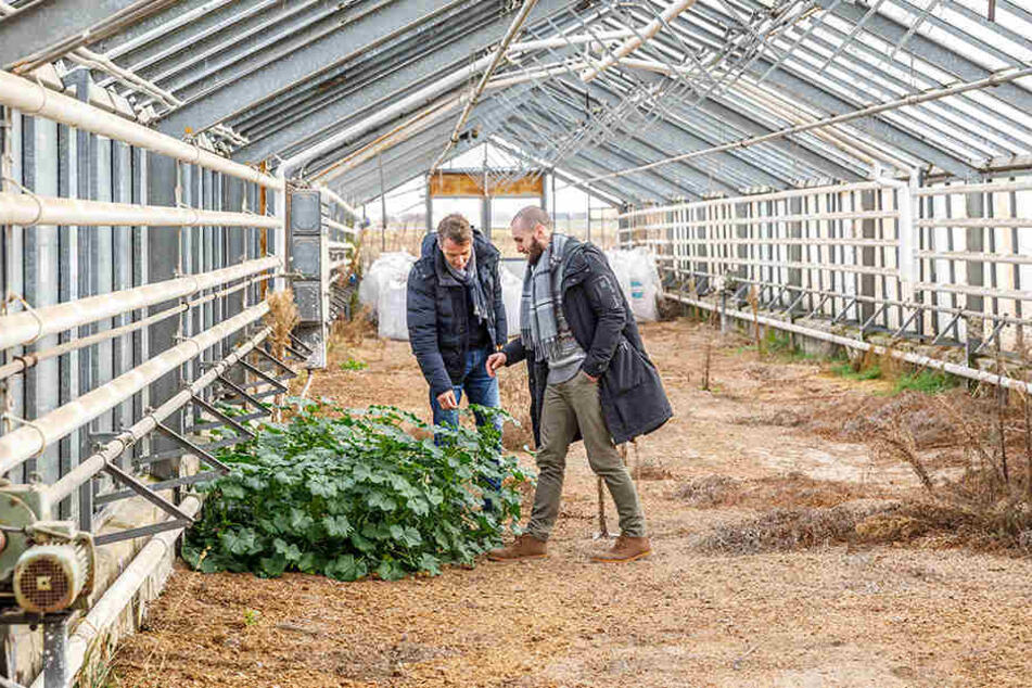 Bio-Lebensmittel höchster Qualität sollen in der alten Gärtnereischule von Leckwitz in Permakultur produziert und unter dem Label "Permagold" vertrieben werden.
