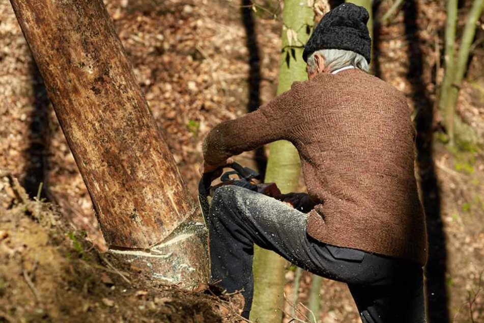 Der rüstige Rentner legte vier Eichen um, und begann das Holz abzutransportieren.