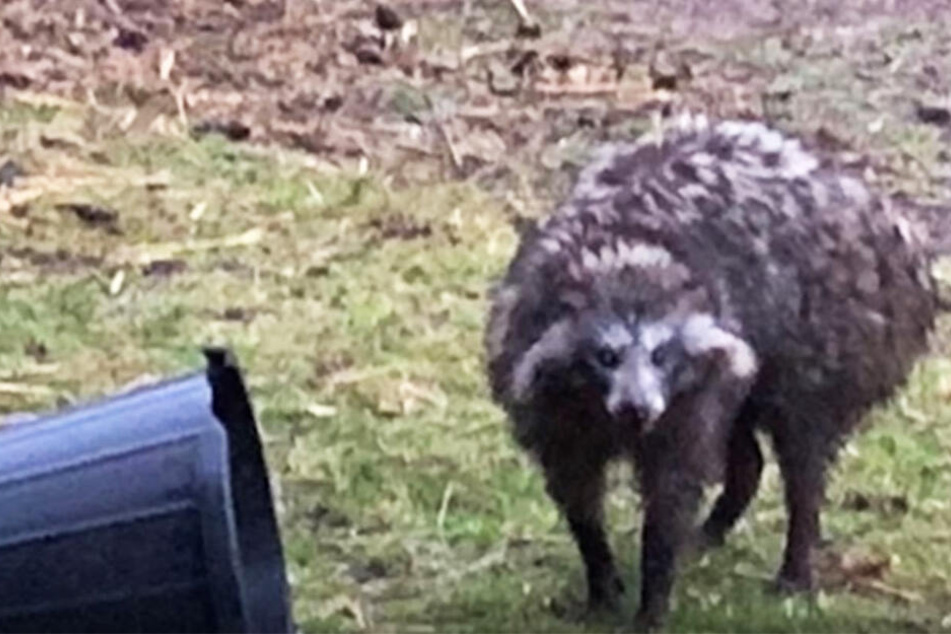 Dieser ungewöhnliche große Marderhund versetzt Dorfbewohner in Angst und Schrecken.