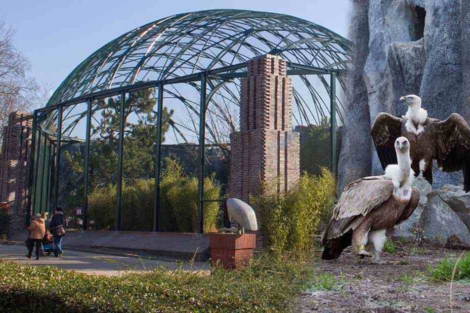 Der Nachbau der historischen Freiflugvoliere von 1928 ist bezugsfertig. Am Mittwoch bezogen sechs Gänsegeier ihr neues Zuhause.