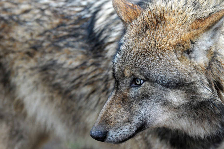 Der Wolf ist zurück - und polarisiert! (Archivbild)