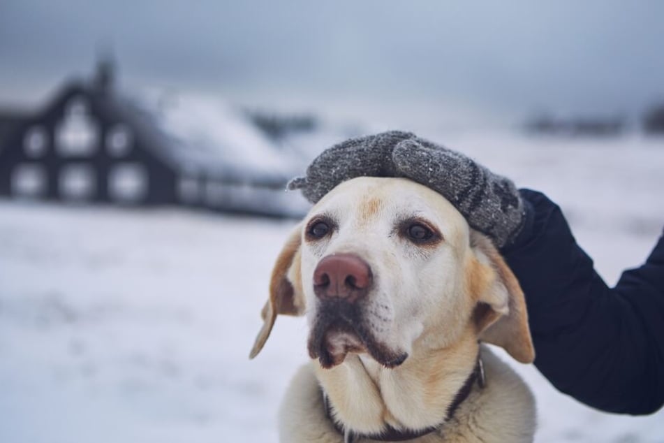 Wenn es draußen kalt ist, solltest Du Deinen Hund nicht lange warten lassen. (Symbolbild)