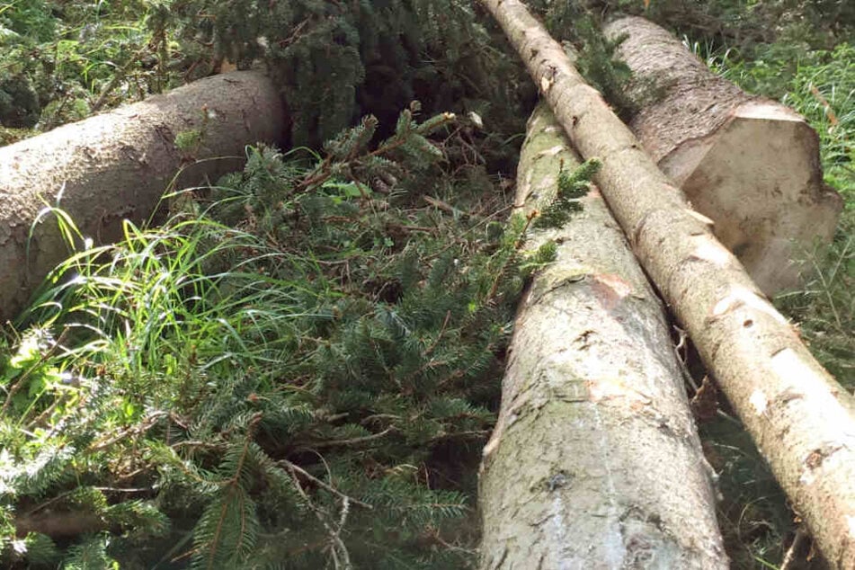 Ein Waldarbeiter wollte einen verkeilten Stamm bewegen, als er vom Baum erschlagen wurde. (Symbolbild)
