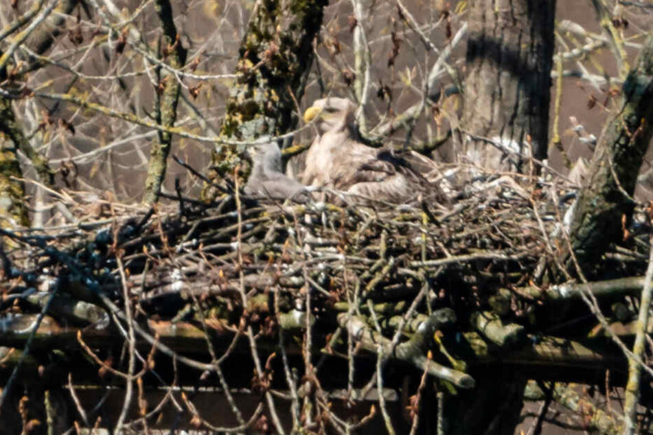 Der Nachwuchs genießt im Horst die Sonnenstrahlen.