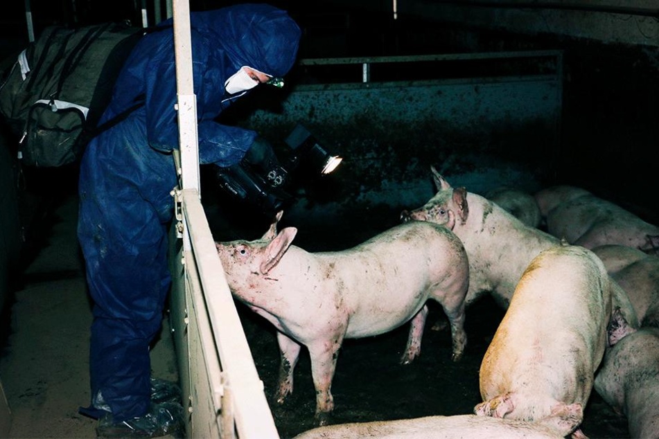 Tierschützer verschafften sich heimlich Zugang.