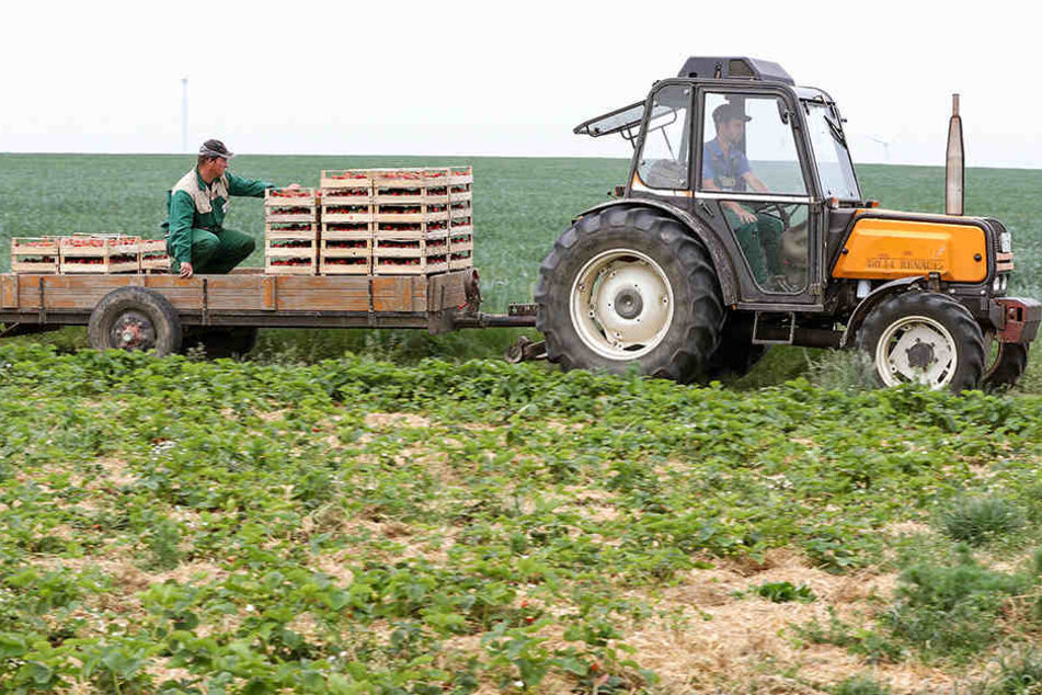 Erntehelfer transportieren mit einem kleinen Traktor und Anhänger Erdbeeren über ein Feld bei Sornzig. Die Ernte war in diesem Jahr katastrophal.
