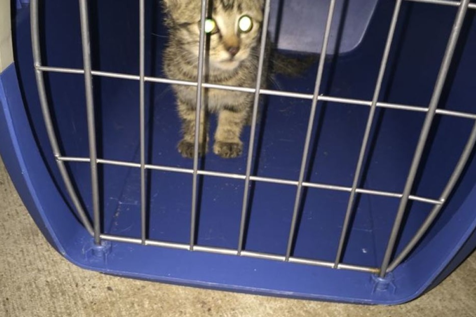 Die kleine Katze konnte nach einer langen Rettungsaktion befreit werden.