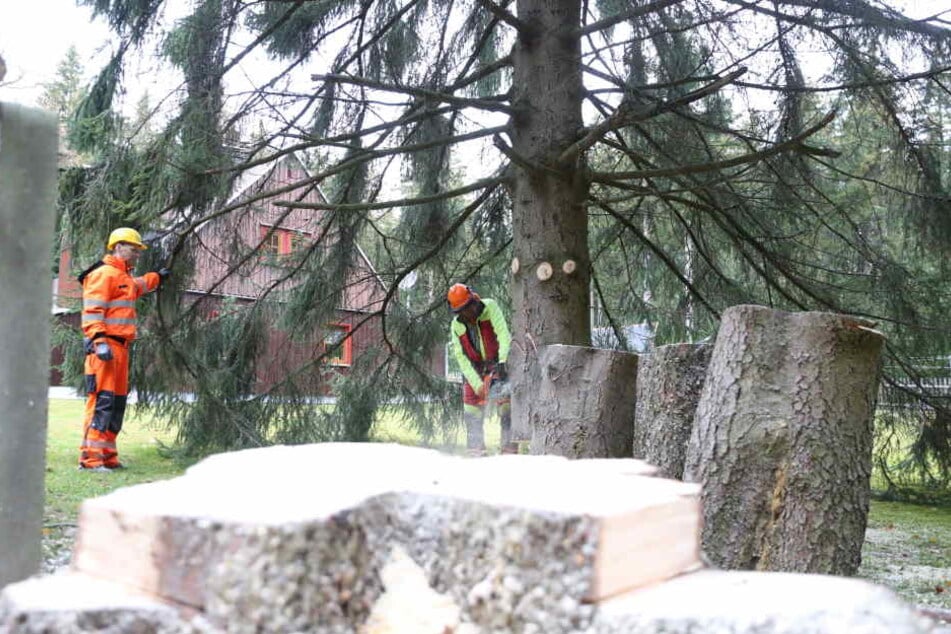 Vorsichtig wurde der Baum am Dienstagvormittag bei Jöhstadt gefällt.