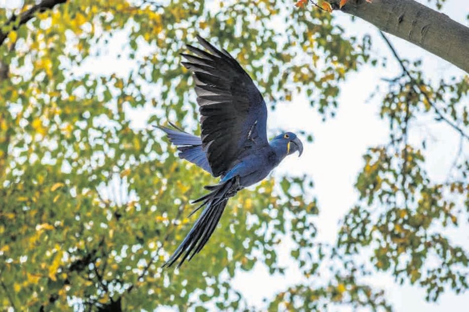 À la mi-septembre, la femelle ara bleue du zoo de Dresde cherchait de la place. 