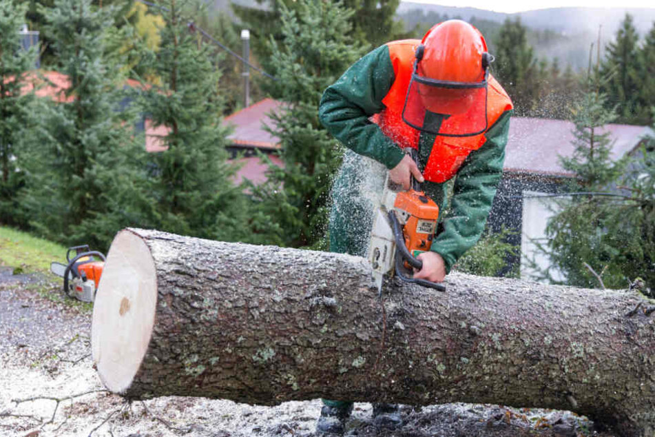 Die Feuerwehr zerlegte eine massive Fichte in Schnett (Landkreis Hildburghausen).