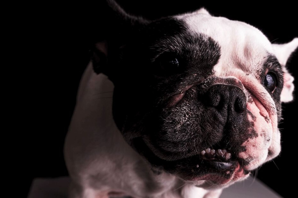 Die Bulldogge verletzte den Zehnjährigen tödlich (Symbolbild).