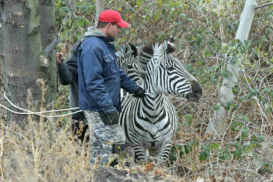 Mehrere Zebras büxten am Montag in Dresden aus und wurden am Elbufer wieder eingefangen.