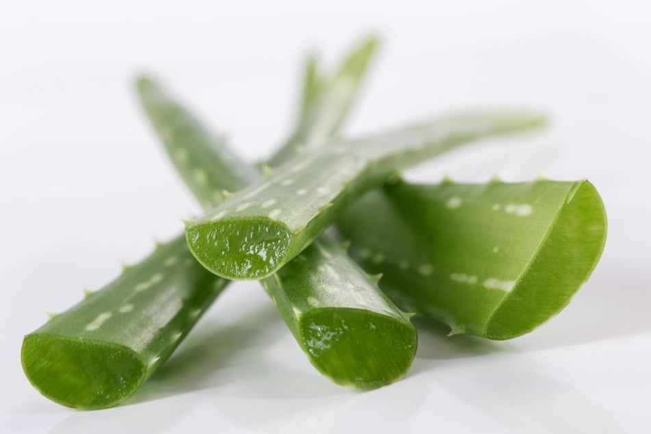 Man mag es kaum glauben, aber Aloe Vera hilft nicht nur bei Falten.