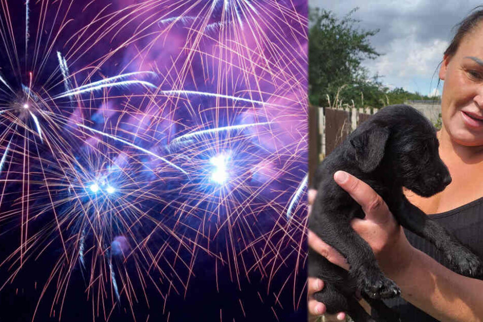 Susan Paterson verlor ihren Hund bei einem Feuerwerk.