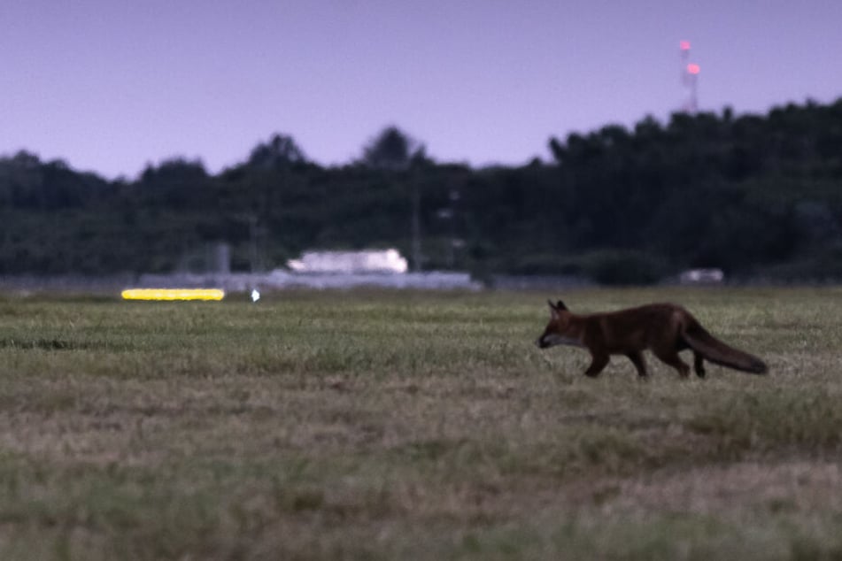 Ein Fuchs geht über eine Wiese auf dem Flugfeld vom Flughafen Hamburg.