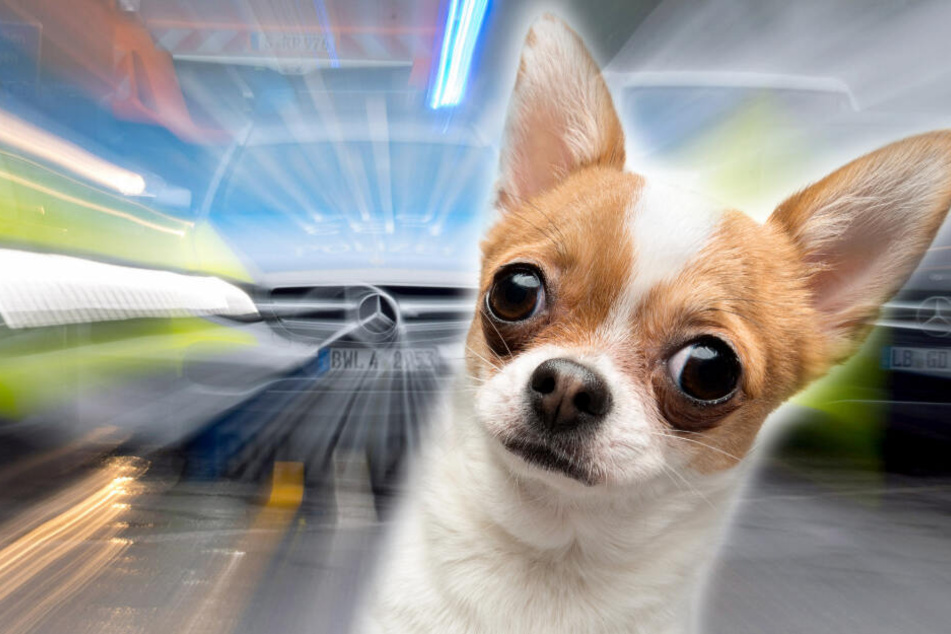 Der Chihuahua zog sich schwere Verletzungen zu und kam in eine Klinik. (Symbolbild).
