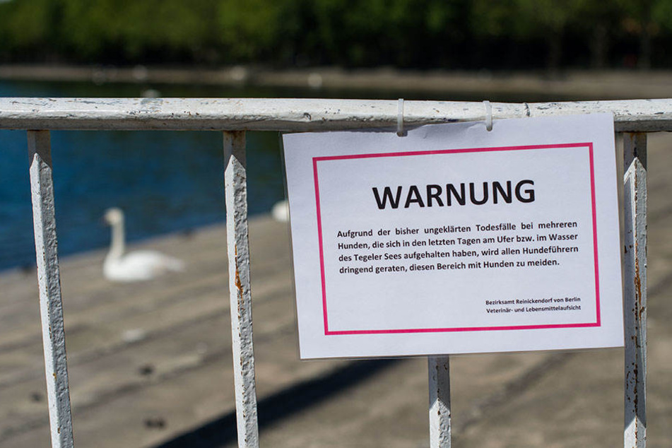 Ein offizielles Schild warnt die Besucher am Tegeler See vor möglichem Gift.