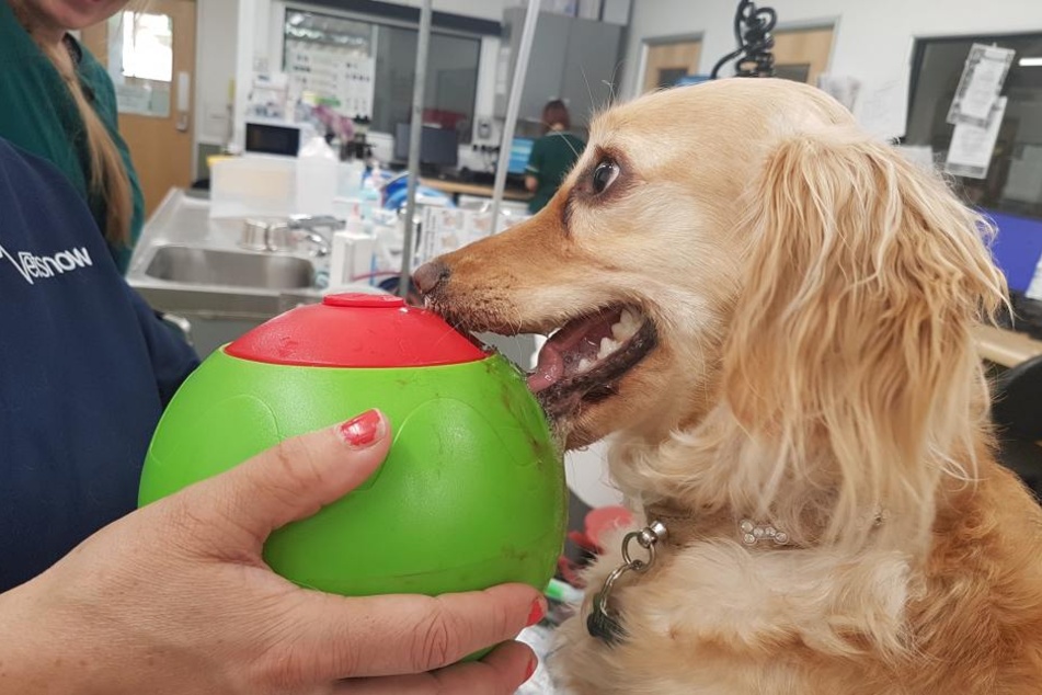 Der Hund namens Moet steckte in seinem Spielzeug fest.