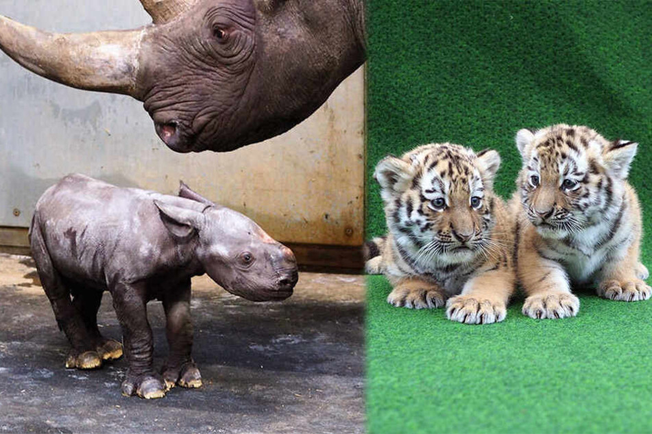 Zahlreiche Tierbabys gibt es im Zoo zu entdecken.