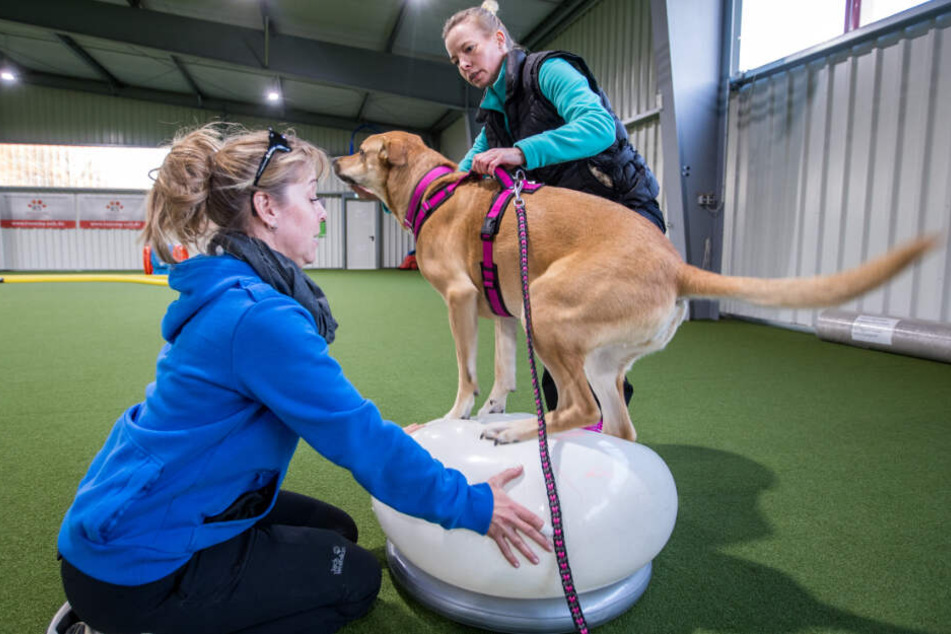 Hundetrainerin Katja Ince (links) trainiert mit Hund "Lulu" und Besitzerin Anja Müller.