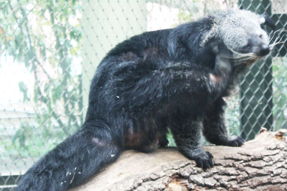 Binturong Theo ist ein neuer Bewohner des Frankfurter Zoos.