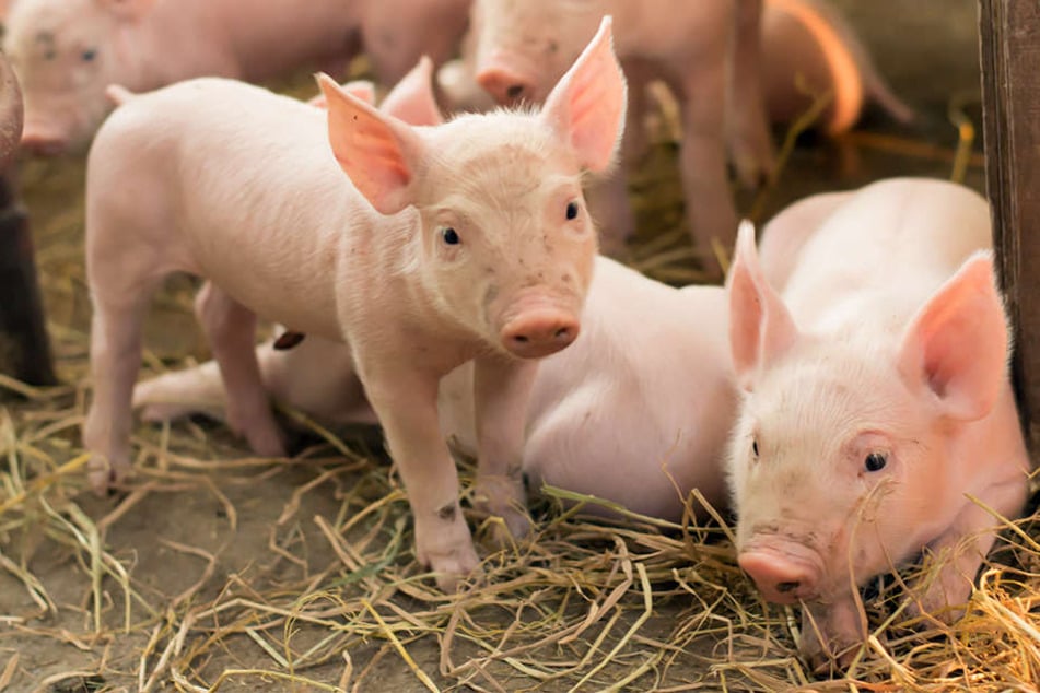 Die Situation wird immer ernster: Die Afrikanische Schweinepest breitet sich aus. Für die heimische Landwirtschaft wäre sie eine Katastrophe. (Symbolbild)