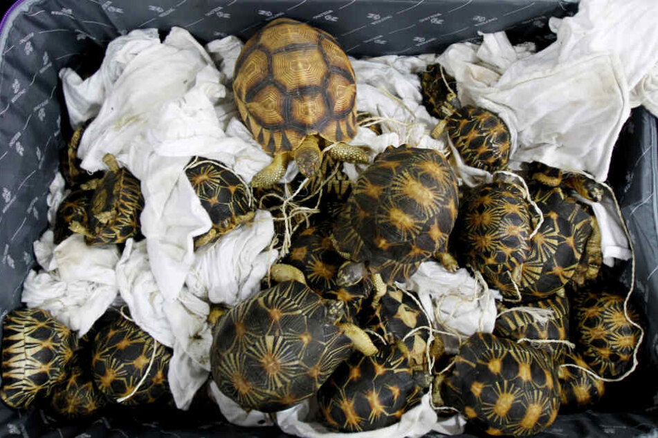 In Malaysia wurden auf einem Flughafen 300 geschmuggelte Schildkröten entdeckt.