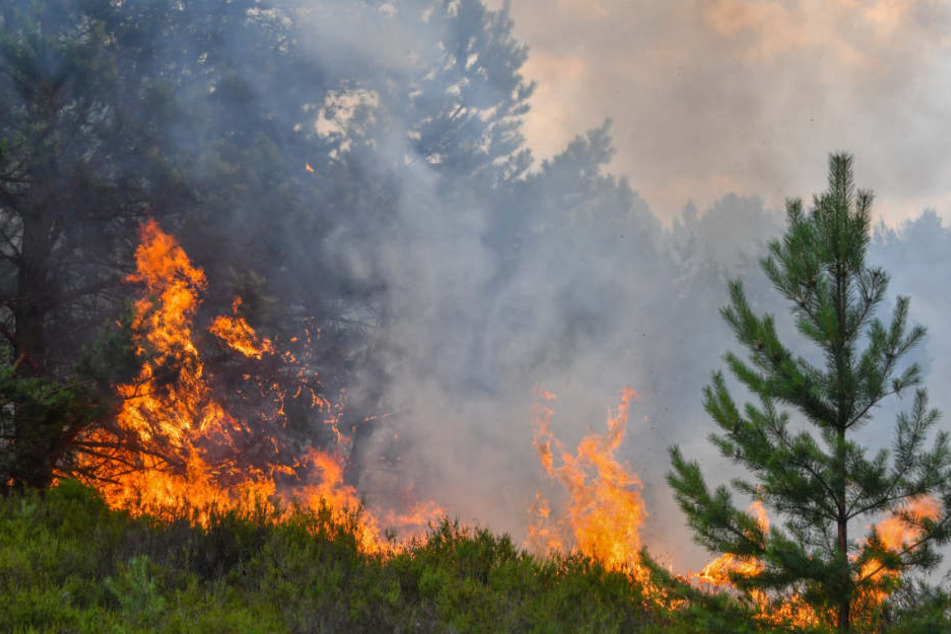 Wald- und Heideflächen brennen auf dem ehemaligen Truppenübungsplatz in Südbrandenburg. Die Flammen bahnen sich unaufhaltsam ihren Weg.