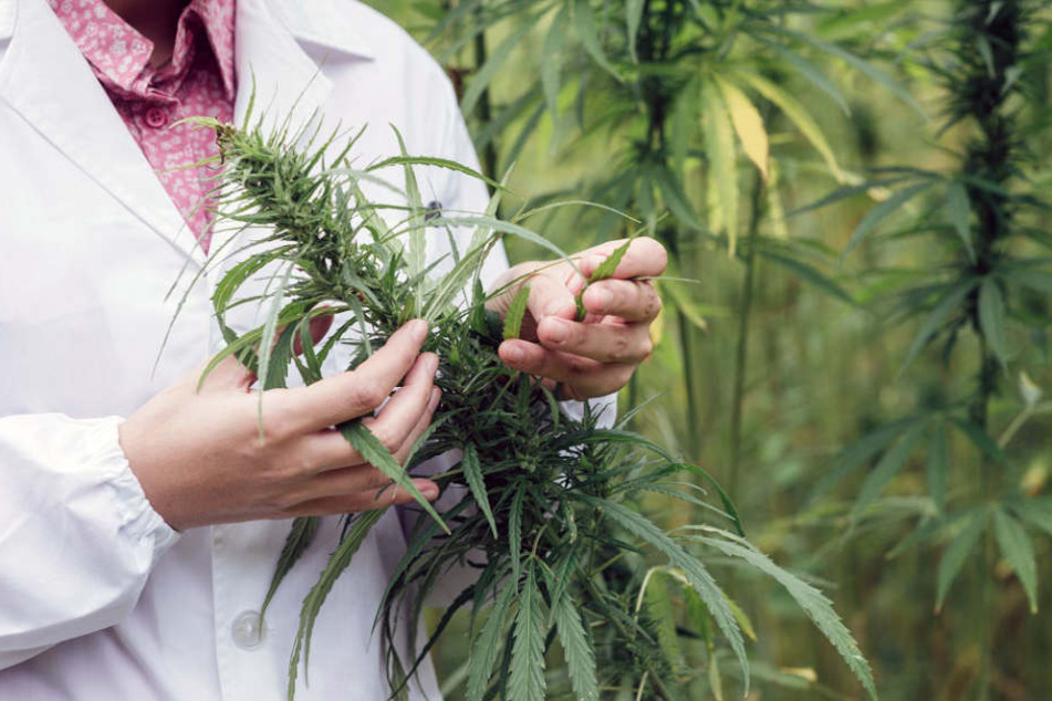 Trotz Legalisierung halten sich die Vorurteile gegen Cannabis.