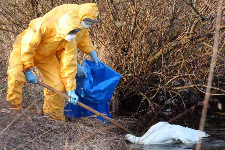 Bei einem toten Schwan wurde das Virus H5N8 nachgewiesen.