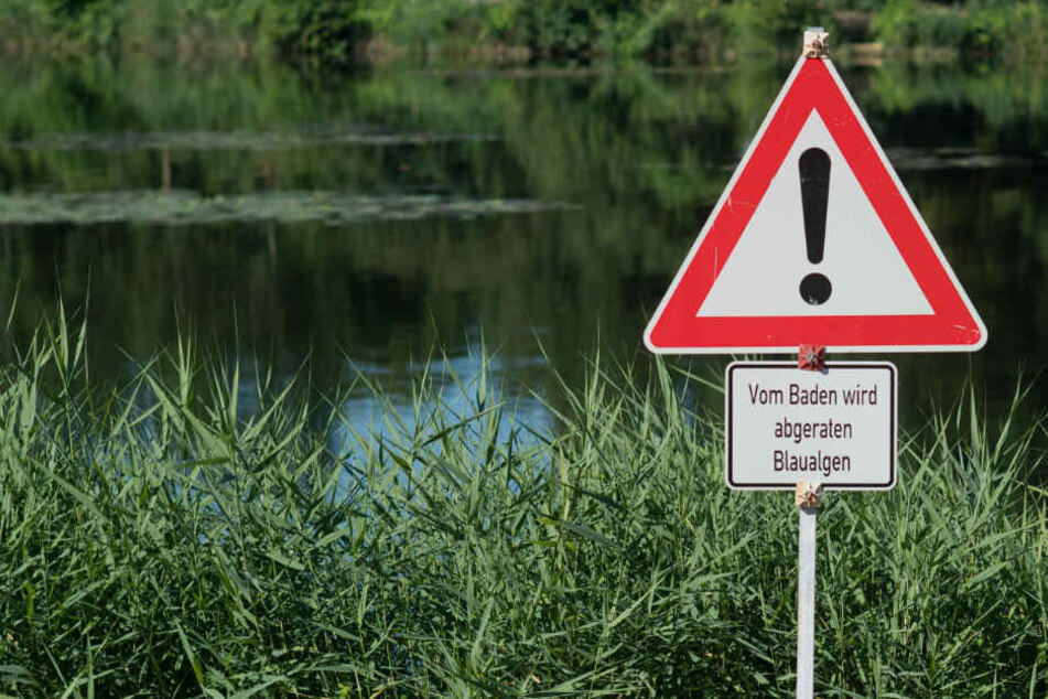 In einem See in Schwerin wurden Blaualgen gesichtet. (Symbolbild)