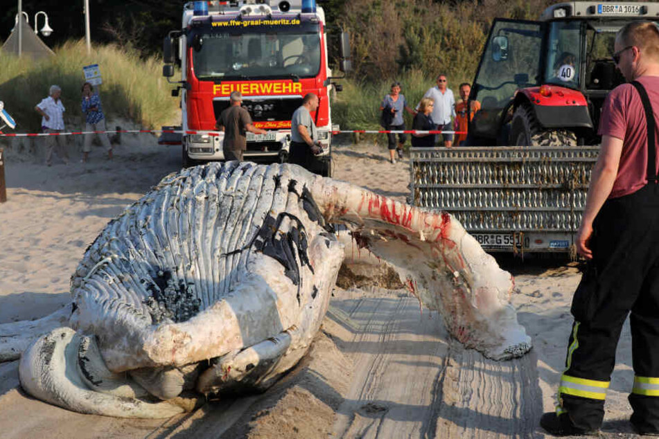 Ein Wal-Kadaver wird an den Ostseestrand geschleppt und dort geborgen.