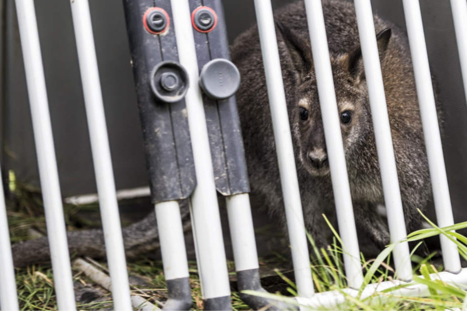 Das Tier konnte unbeschadet eingefangen werden, doch zu wem gehört das Känguru?